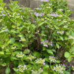 【画像】なぜ紫陽花は虫に食われない？　意外と知らない「葉に潜む危険性」と5000株の絶景名所 〜 画像1