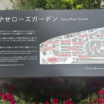 【画像】バラだけじゃない「あやせローズガーデン」！　花好き必訪の11テーマ庭園を歩く 〜 画像1