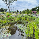 【画像】バラだけじゃない「あやせローズガーデン」！　花好き必訪の11テーマ庭園を歩く 〜 画像1