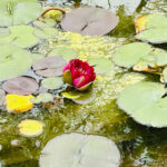 【画像】バラだけじゃない「あやせローズガーデン」！　花好き必訪の11テーマ庭園を歩く 〜 画像1