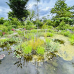 【画像】バラだけじゃない「あやせローズガーデン」！　花好き必訪の11テーマ庭園を歩く 〜 画像1