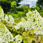 【画像】バラだけじゃない「あやせローズガーデン」！　花好き必訪の11テーマ庭園を歩く 〜 画像1