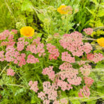 【画像】バラだけじゃない「あやせローズガーデン」！　花好き必訪の11テーマ庭園を歩く 〜 画像1