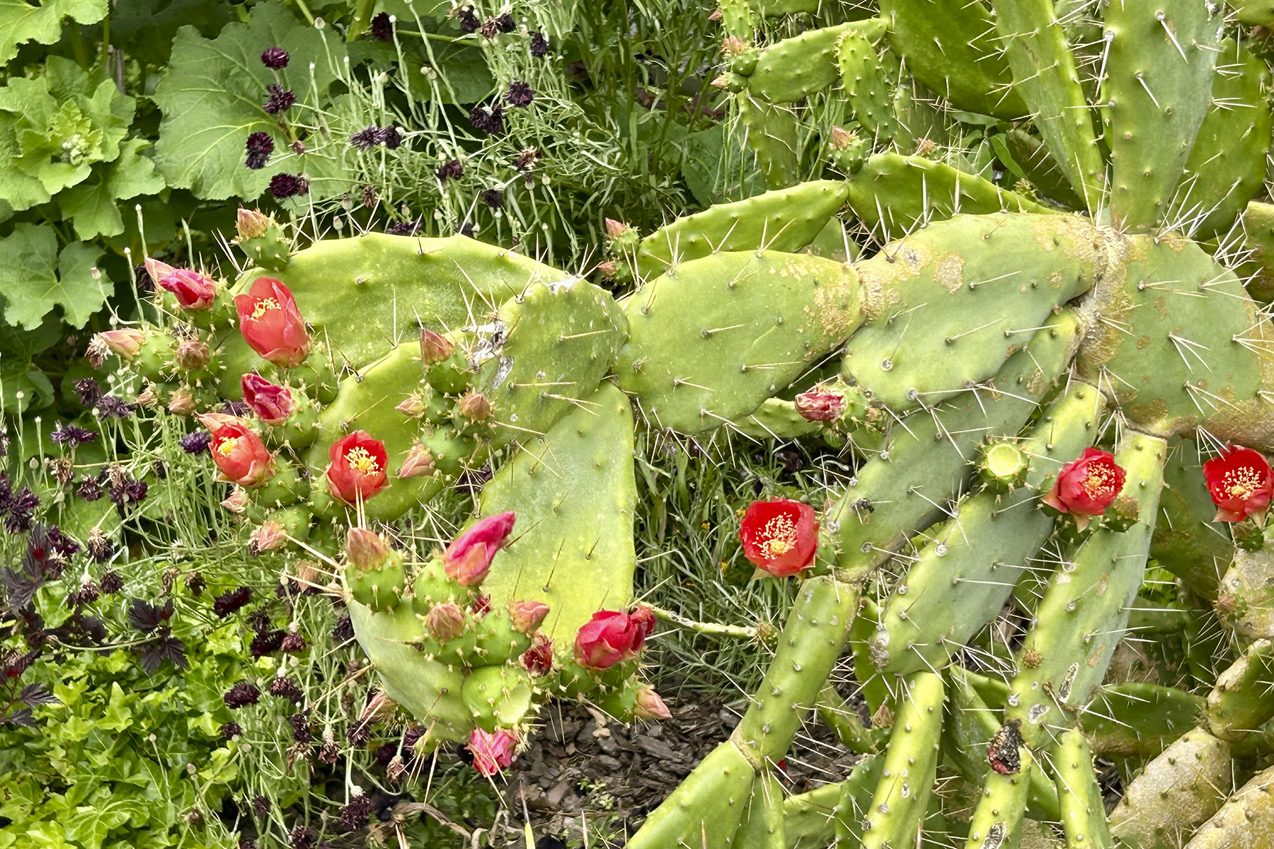 あやせローズガーデン内にあったサボテンとその花
