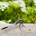 【画像】バラだけじゃない「あやせローズガーデン」！　花好き必訪の11テーマ庭園を歩く 〜 画像1
