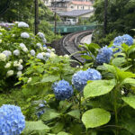【画像】鮮やかな「花のトンネルへ」！　標高差445mを登る「箱根あじさい電車」撮影の特等席と老舗の熱々餃子 〜 画像1