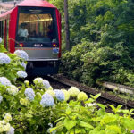 【画像】鮮やかな「花のトンネルへ」！　標高差445mを登る「箱根あじさい電車」撮影の特等席と老舗の熱々餃子 〜 画像1
