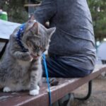 【画像】愛猫とキャンプしたい！　アウトドアを猫と楽しむために「飼い主が注意すべきこと」とは？ 〜 画像1