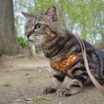 【画像】愛猫とキャンプしたい！　アウトドアを猫と楽しむために「飼い主が注意すべきこと」とは？ 〜 画像1