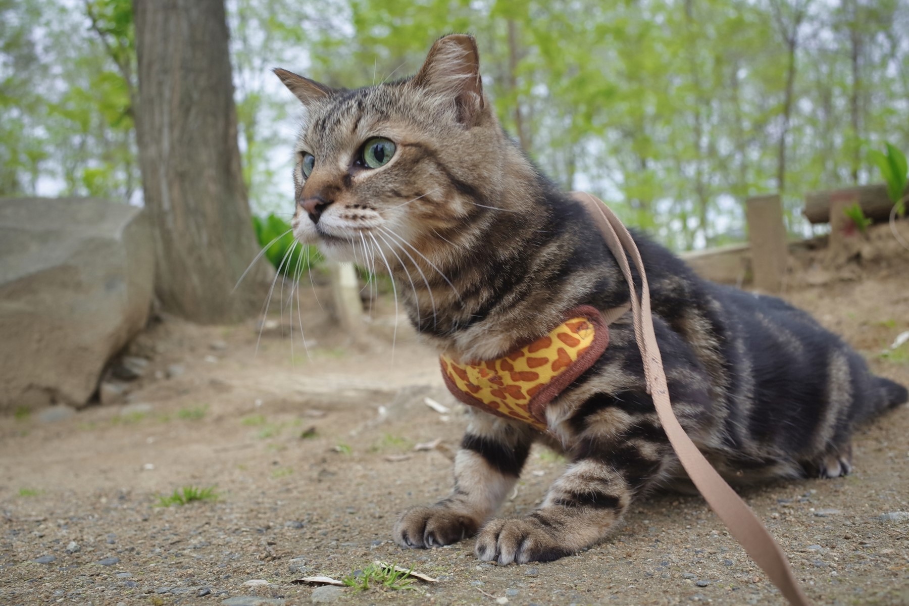 愛猫とアウトドアを楽しむためには、まず愛猫の性格から一緒に連れて行けるか判断することが重要