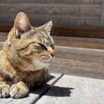 【画像】愛猫とキャンプしたい！　アウトドアを猫と楽しむために「飼い主が注意すべきこと」とは？ 〜 画像1