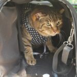 【画像】愛猫とキャンプしたい！　アウトドアを猫と楽しむために「飼い主が注意すべきこと」とは？ 〜 画像1