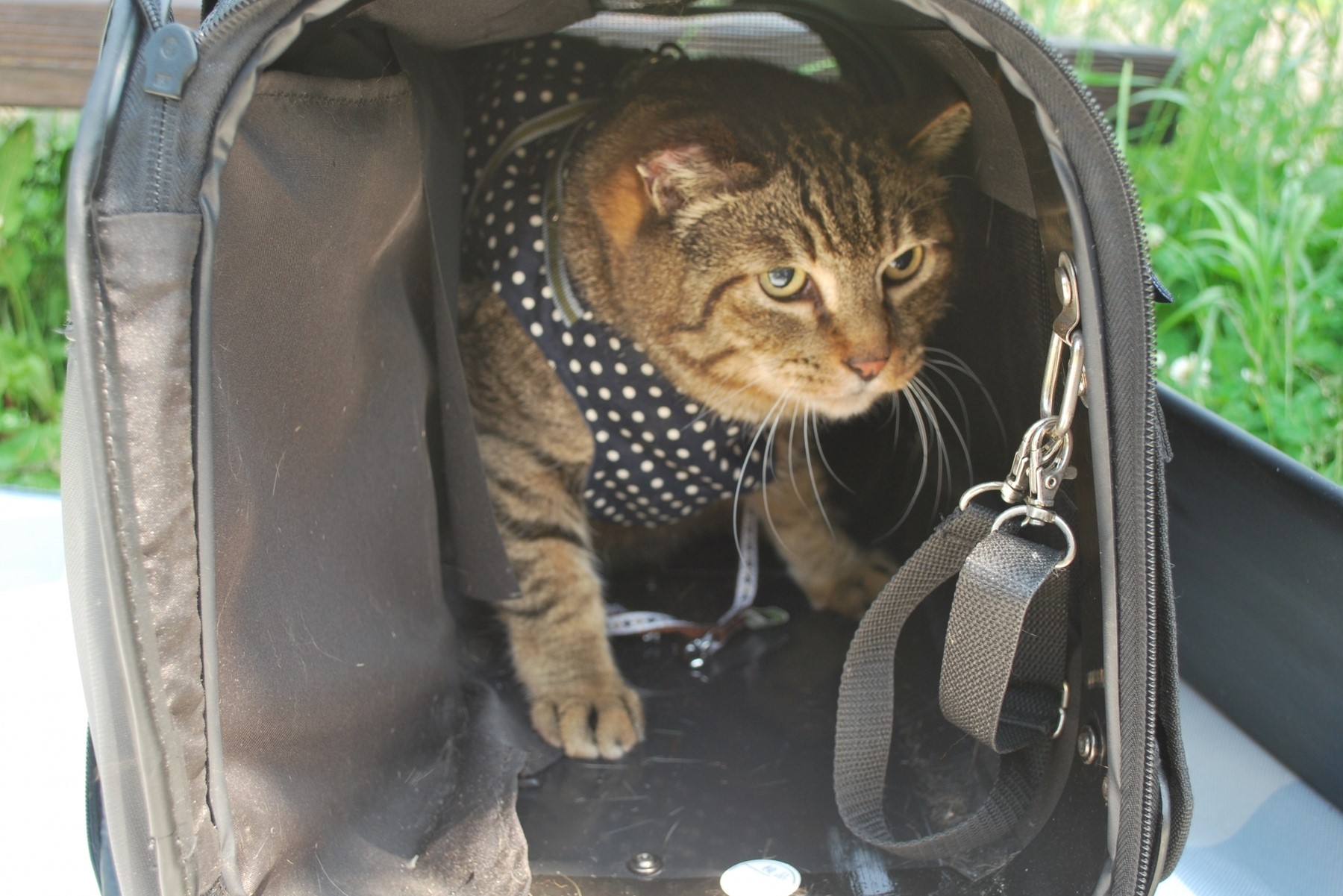 猫とのアウトドアではキャリーケースなどで安心できる居場所を提供してあげるのが重要