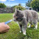 【画像】愛猫とキャンプしたい！　アウトドアを猫と楽しむために「飼い主が注意すべきこと」とは？ 〜 画像1