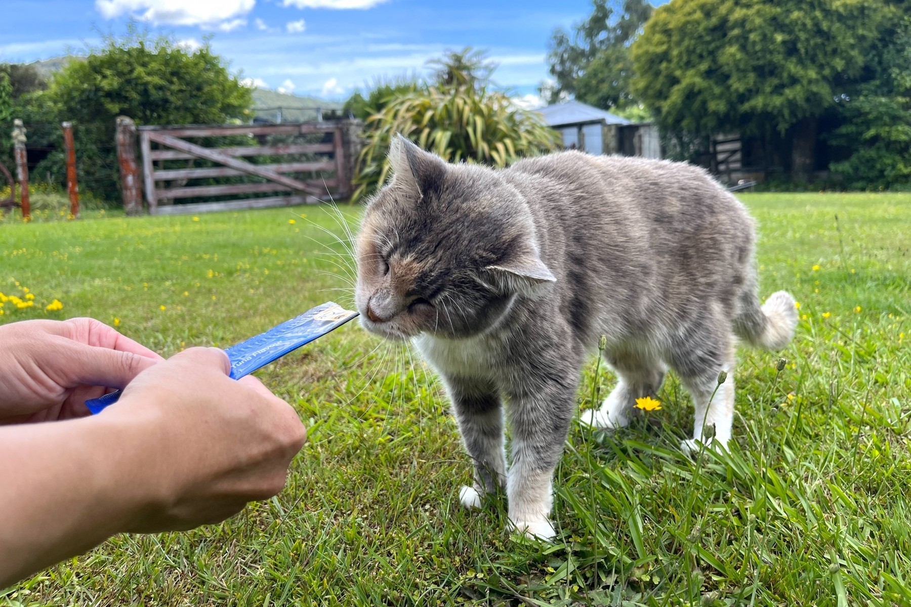 おやつを食べる猫