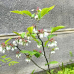 【画像】地植え3年目でついに実った！　庭のブルーベリー初収穫はまさかの2粒 〜 画像1