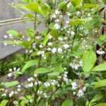 【画像】地植え3年目でついに実った！　庭のブルーベリー初収穫はまさかの2粒 〜 画像1