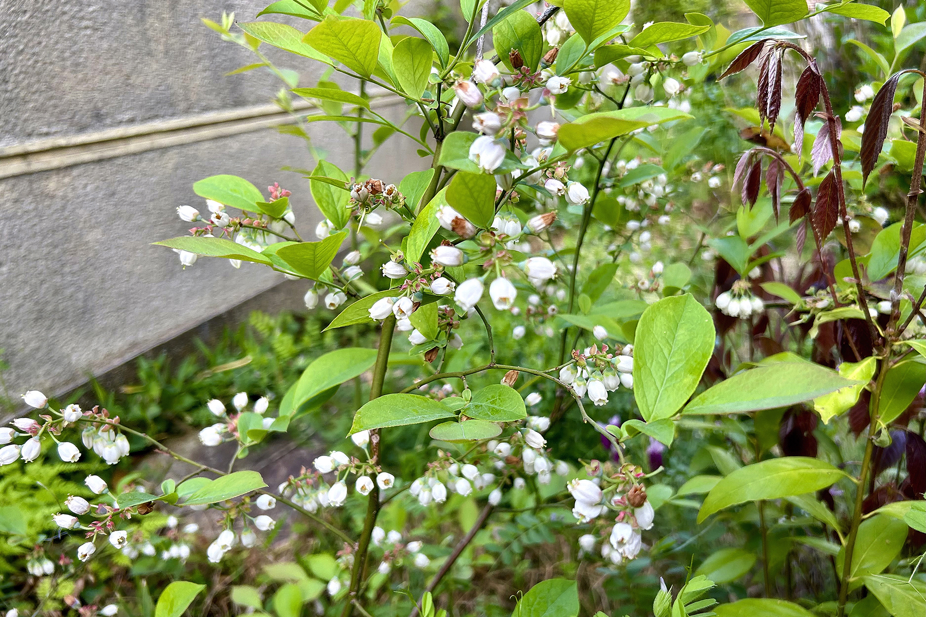 筆者の自宅庭に植えたブルーベリーの花