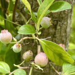【画像】地植え3年目でついに実った！　庭のブルーベリー初収穫はまさかの2粒 〜 画像1