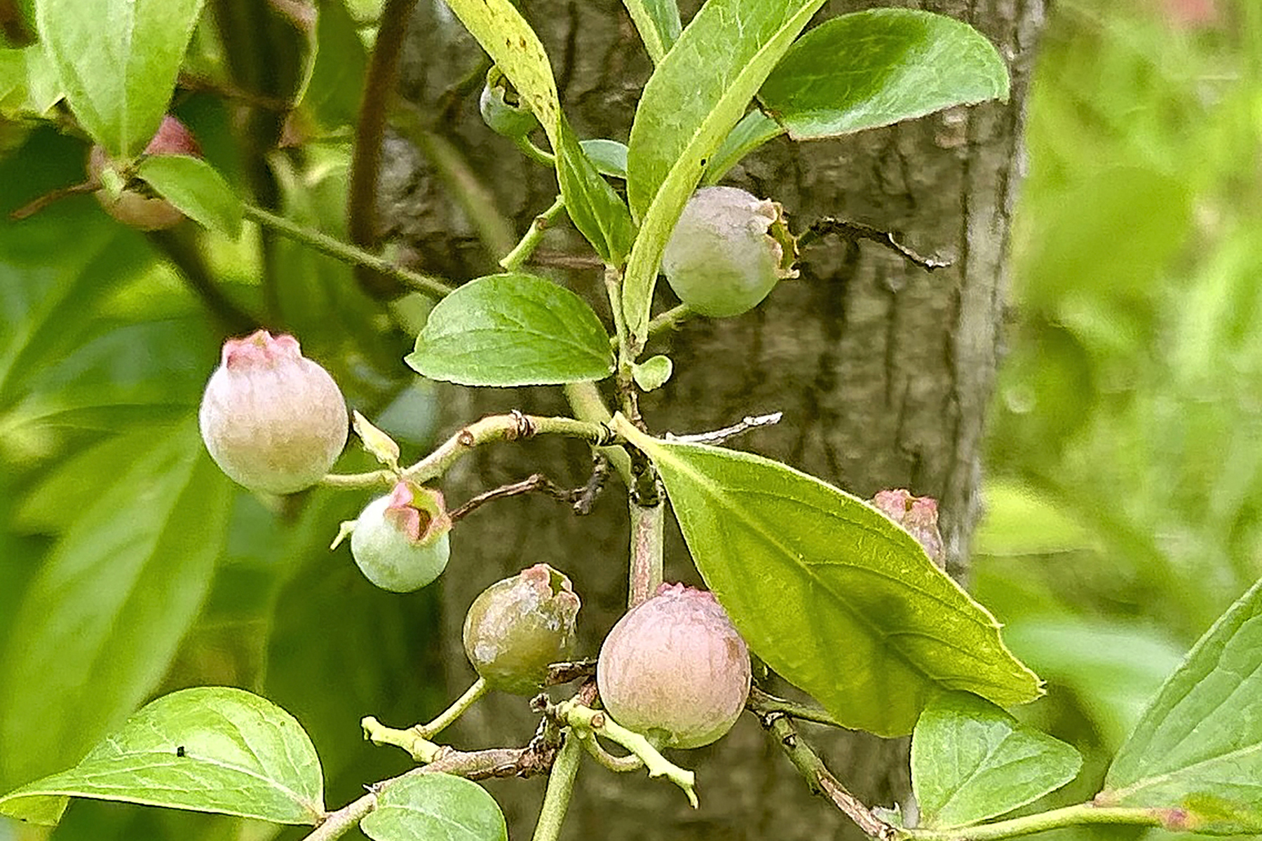 著者の自宅庭に植えたブルーベリーの実が色づき始めたところ