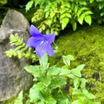 【画像】入苑条件はご祈祷！　「八方除」寒川神社で禁足地「神嶽山神苑」で過ごす夏のひととき 〜 画像1