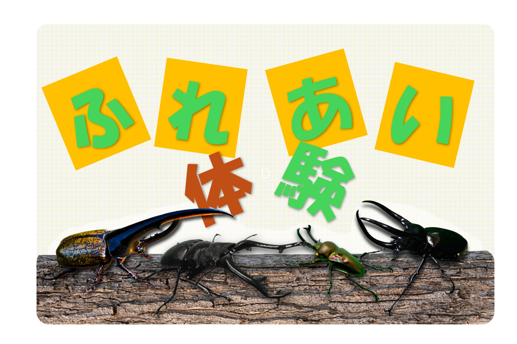 2026年8月26日まで開催中の「TOMUSHIのカブクワすごいぞ!! in けやきひろば」では世界で人気のカブトムシやクワガタとふれあい体験ができる