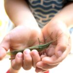 【画像】子どもの趣味と思いきや大人もハマる「虫活」とは？　昆虫観察の魅力と四季ごとの楽しみ方 〜 画像1