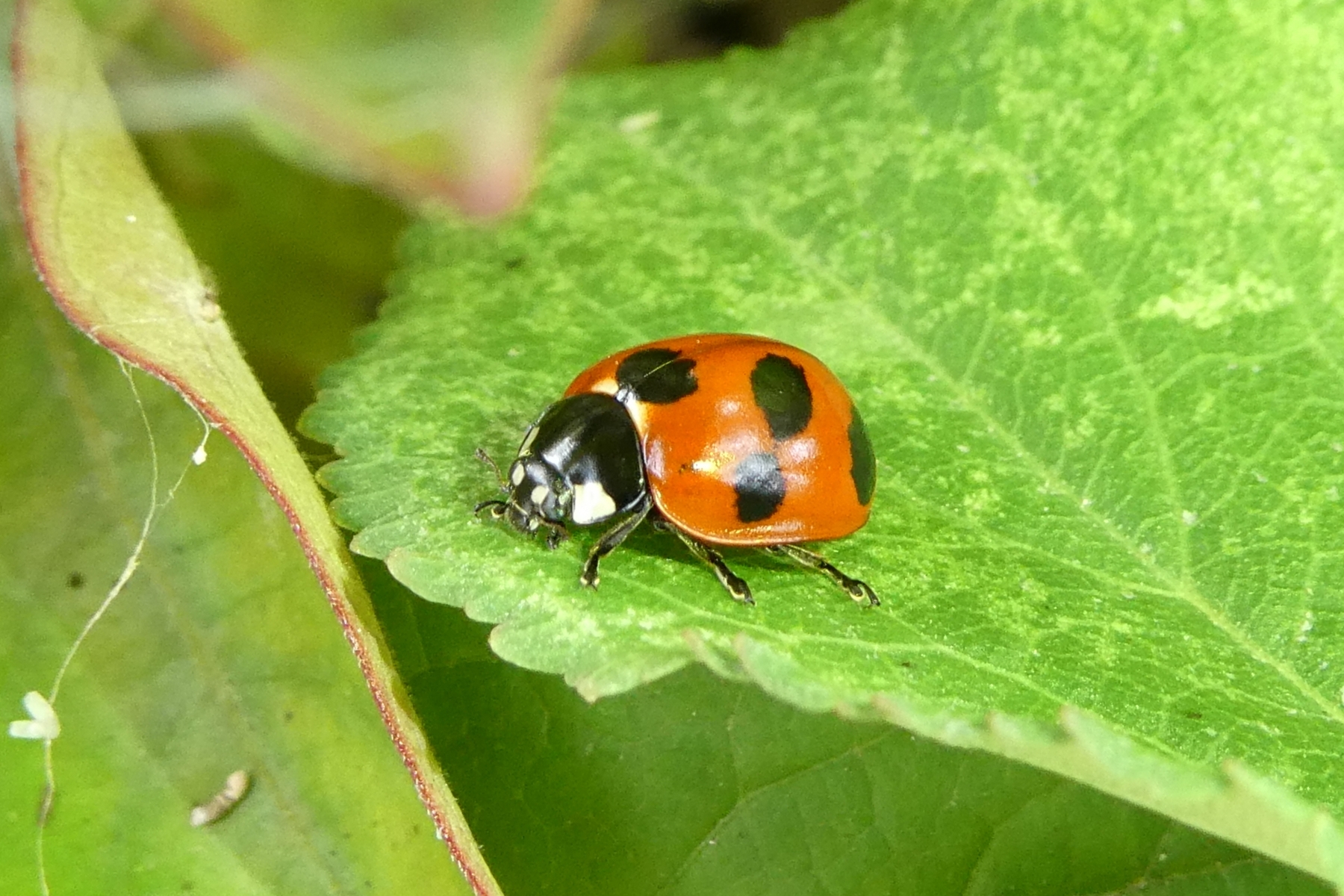 テントウムシは春の昆虫観察の定番