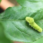 【画像】子どもの趣味と思いきや大人もハマる「虫活」とは？　昆虫観察の魅力と四季ごとの楽しみ方 〜 画像1