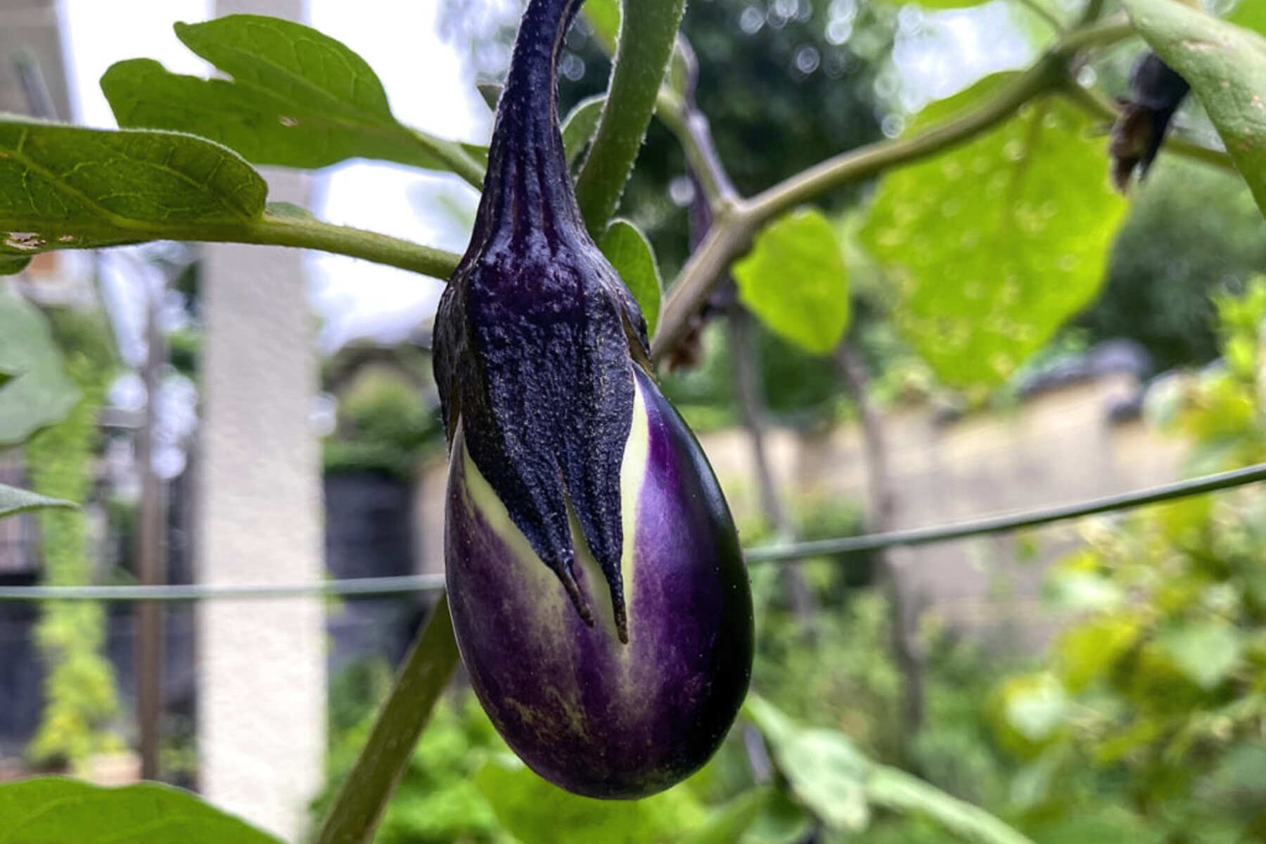 家庭菜園で茄子を栽培