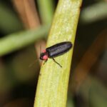 【画像】ひと口に「ホタル」と言っても光り方が違う！　夏の風物詩を観察するコツとマナーとは 〜 画像1