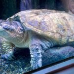 【画像】夏の川遊びに潜む危険！　水辺の「毒ヘビ」や有毒魚など注意すべき生物と正しい対処法 〜 画像1