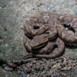【画像】夏の川遊びに潜む危険！　水辺の「毒ヘビ」や有毒魚など注意すべき生物と正しい対処法 〜 画像1