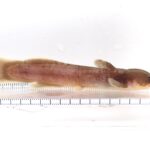 【画像】夏の川遊びに潜む危険！　水辺の「毒ヘビ」や有毒魚など注意すべき生物と正しい対処法 〜 画像1