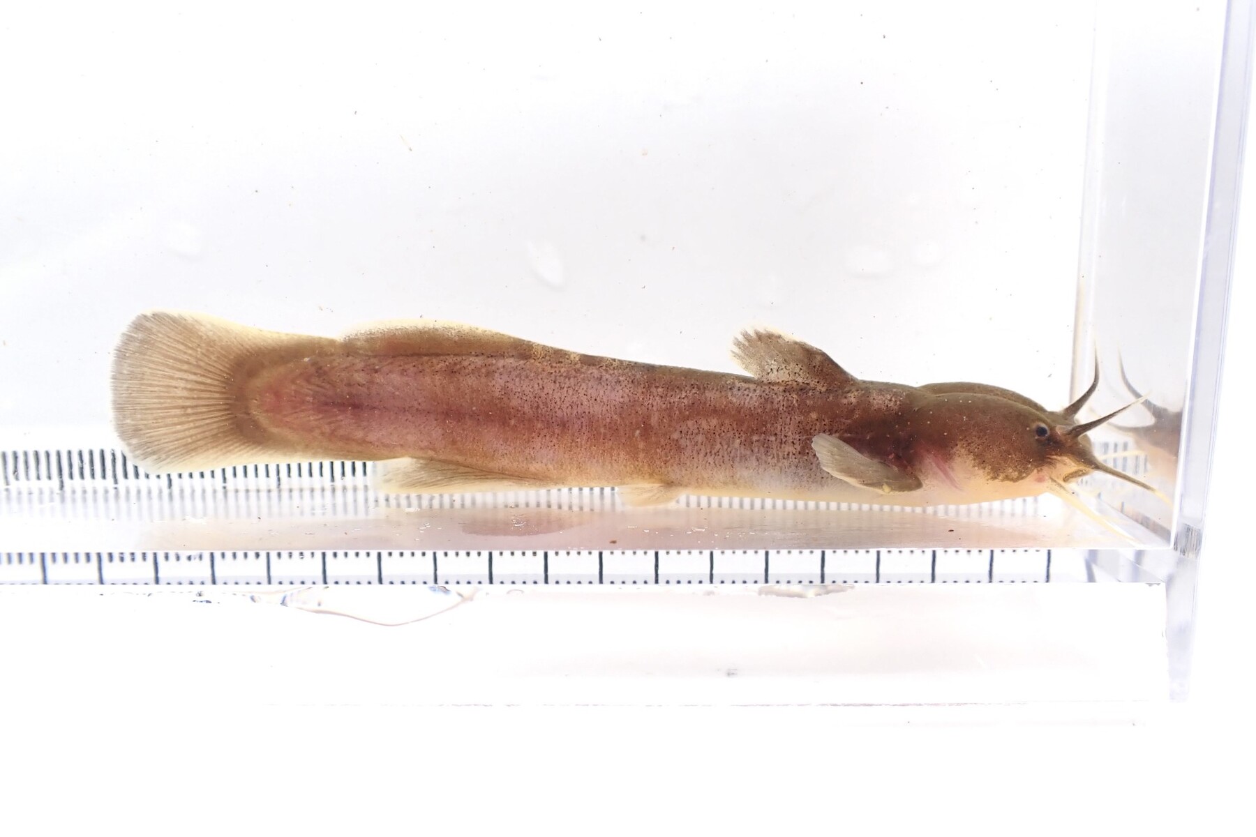 有毒性のナマズ「アカザ」