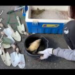 【画像】まさかのスッポン登場に大パニック！　100均スコップの自作仕掛けで挑む天然ウナギ釣り 〜 画像1
