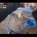 【画像】当たり年の噂は本当か？　東京湾で「シリヤケイカ」にオリジナル置き竿仕掛けで検証 〜 画像1