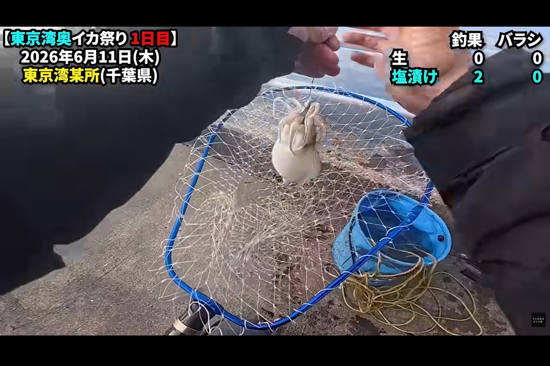 釣り上げたシリヤケイカ