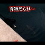 【画像】初心者が手のひら超えの「巨大アジ」を捕獲！　しかし愛南町のアジングでまさかのハマチ乱入劇 〜 画像1