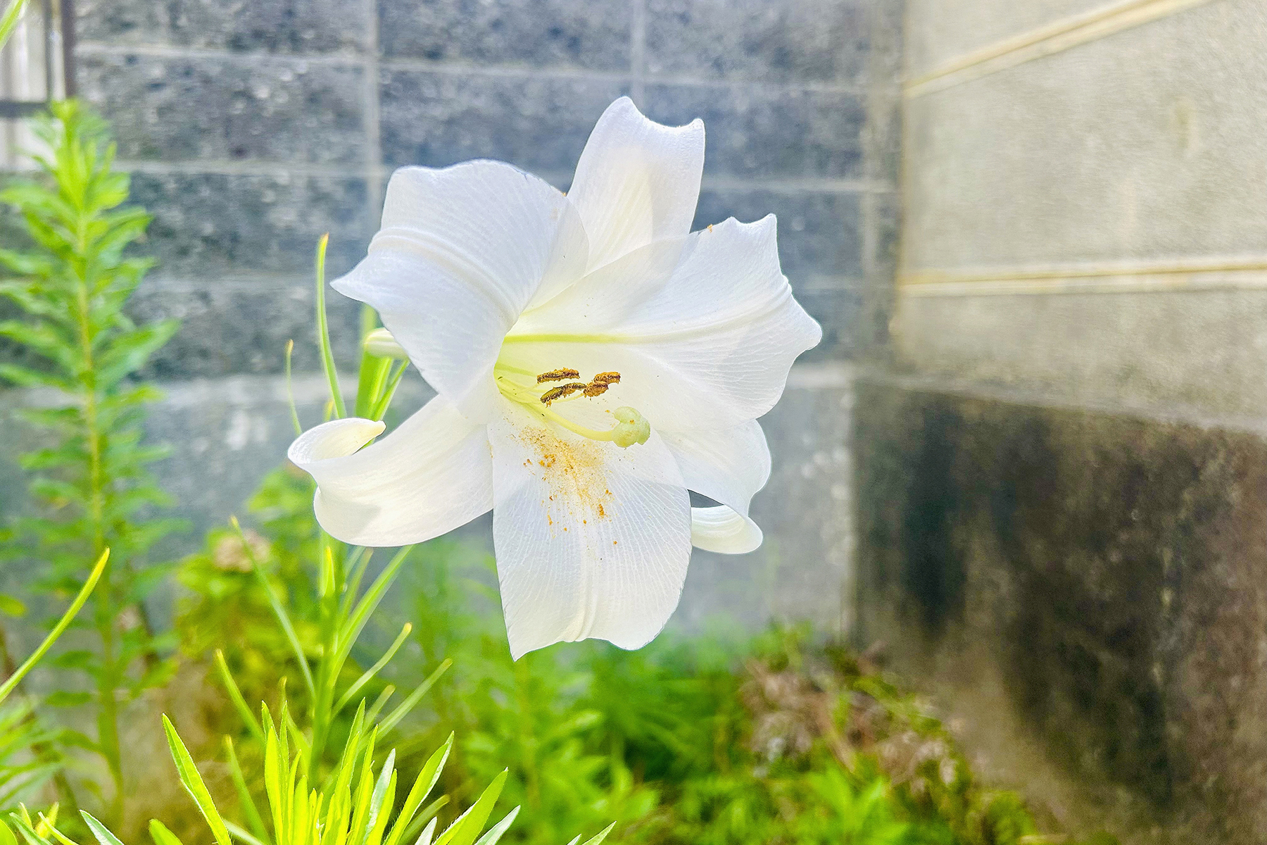 著者の自宅庭に咲いた白百合