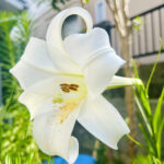 【画像】雑草と間違えて刈らなくて正解！　40度の庭で放置でも咲く「白ユリ」の早業と愛猫を守る「毒の知識」 〜 画像1
