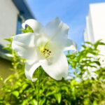 【画像】雑草と間違えて刈らなくて正解！　40度の庭で放置でも咲く「白ユリ」の早業と愛猫を守る「毒の知識」 〜 画像1