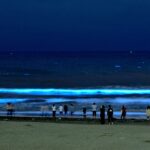 【画像】江の島で大量発生した「夜光虫」実は虫じゃなかった！　海が光る仕組みとウミホタルとの違い 〜 画像1