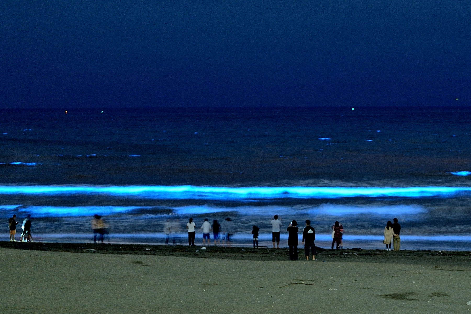 夜光虫を眺める人々