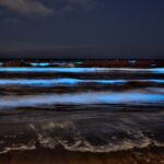 【画像】江の島で大量発生した「夜光虫」実は虫じゃなかった！　海が光る仕組みとウミホタルとの違い 〜 画像1