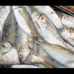 【画像】軽トラの家「ゆきかぜ」で行く熊本・上天草への気ままな釣行｜大漁の先に見た太刀魚の大群 〜 画像1