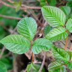 【画像】山歩きやキャンプで要注意！　触れるだけでかぶれる・死に至ることもある植物4選 〜 画像1