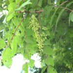 【画像】山歩きやキャンプで要注意！　触れるだけでかぶれる・死に至ることもある植物4選 〜 画像1