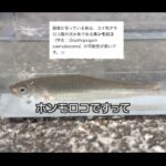 【画像】琵琶湖で「一番美味しい」ホンモロコを釣り「405段の石段」で安土城跡を巡る、50代にはちょっとキツイ満喫旅 〜 画像1