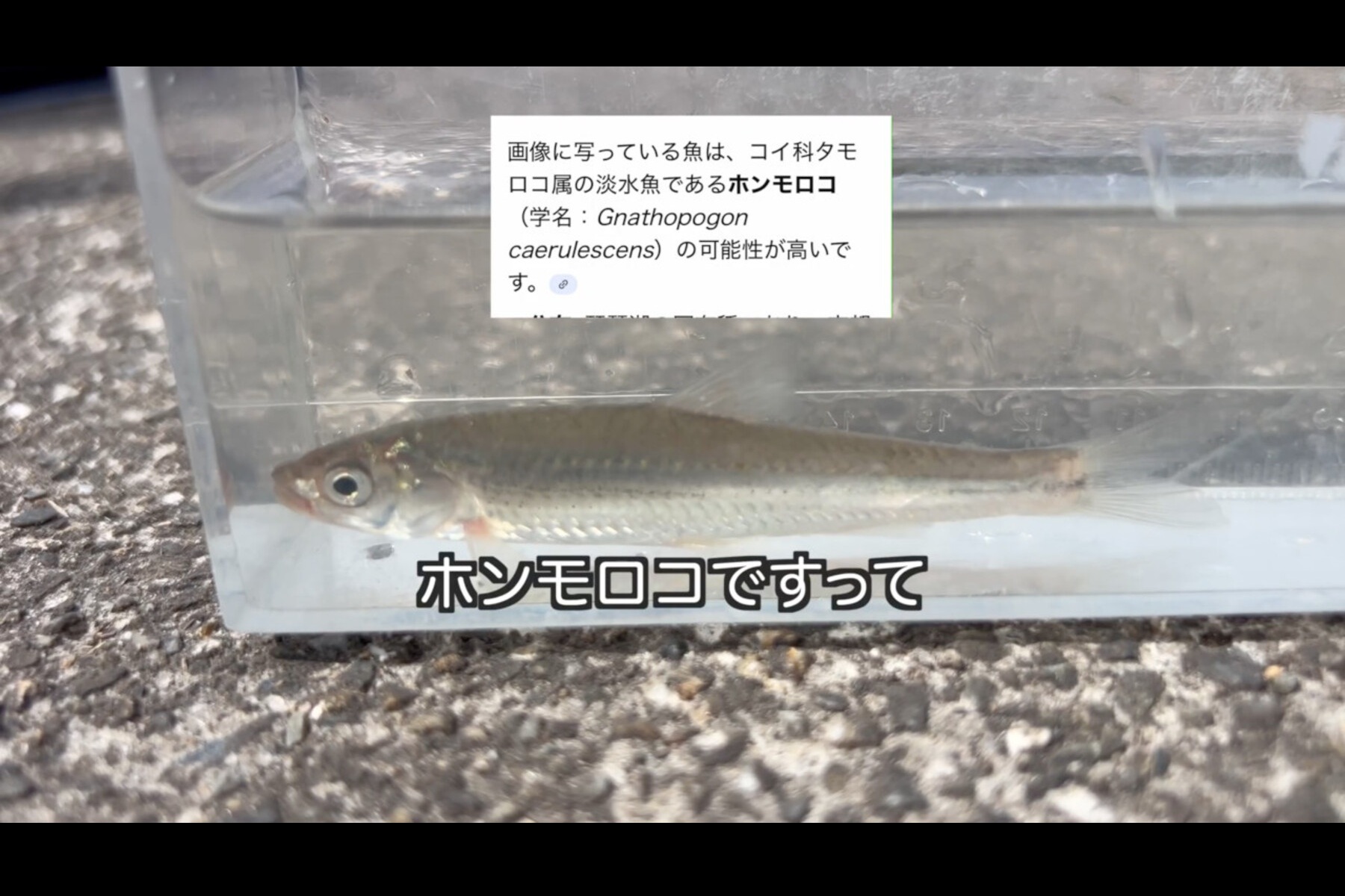 元々は琵琶湖の固有種だった「ホンモロコ」